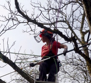 Kopie von Flyer_Baum_neu